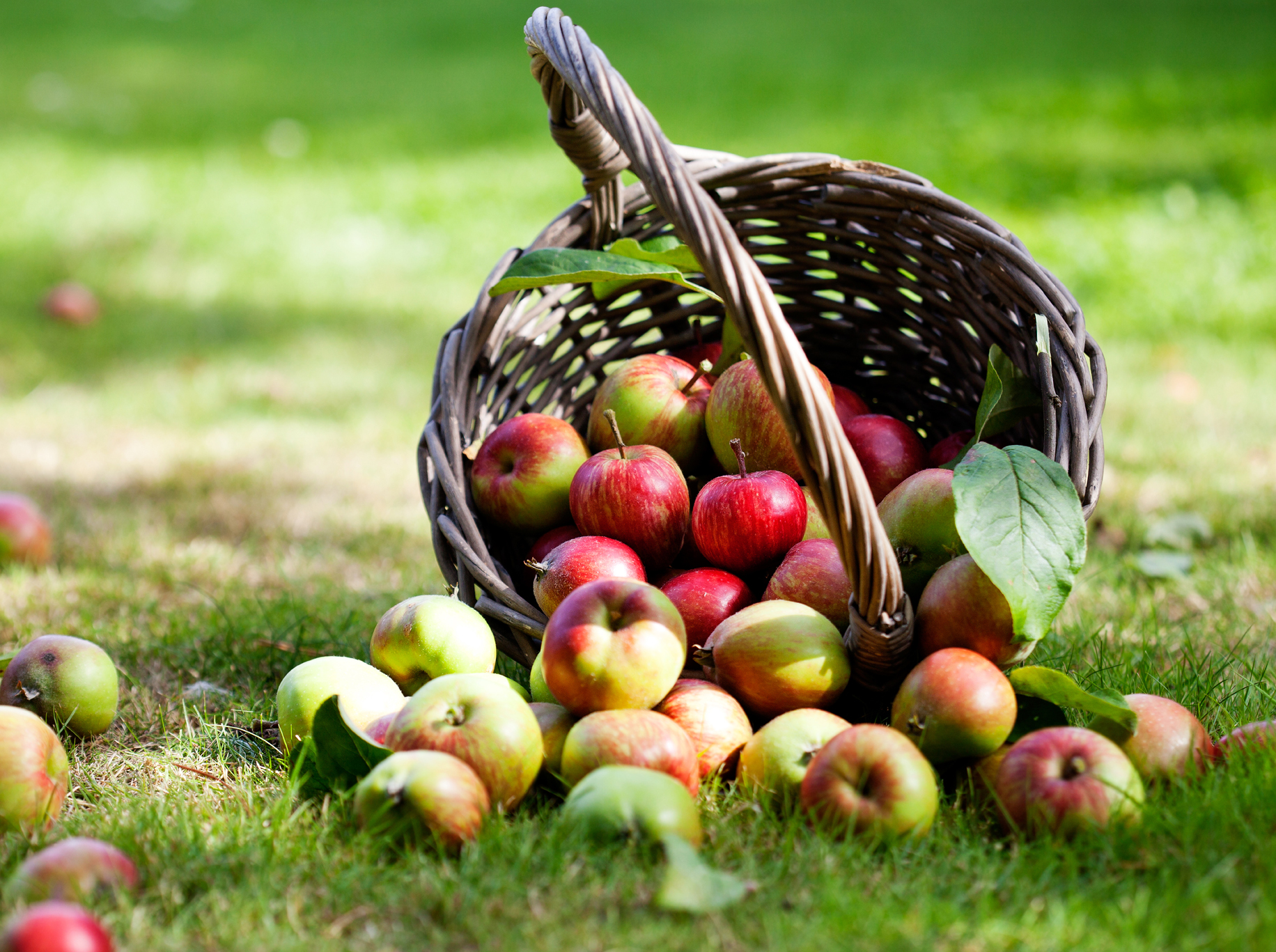 Im Herbst beginnt die Erntezeit der Äpfel | seitenbacher.de
