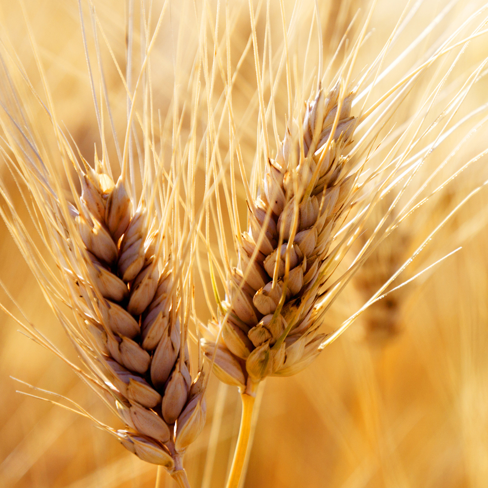 Getreide: Sorten, Inhaltsstoffe, Rezepte für Ihren Alltag