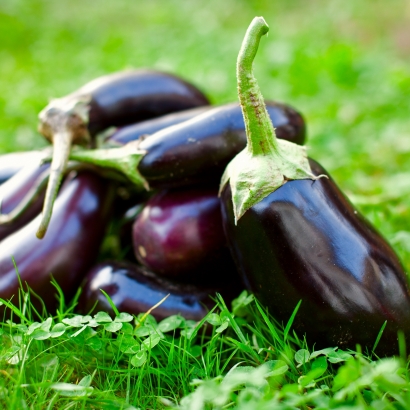 Aubergine