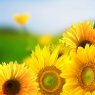 Sonnenblumenkerne mit viel natürlichem Vitamin E