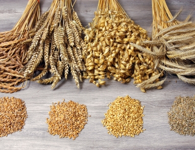 Getreide Getreide