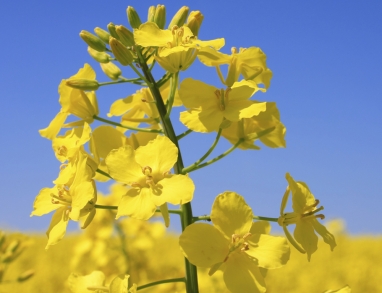 Rapsöl kaltgepresst aus Erstpressung für leckere Salate Rapsöl kaltgepresst aus Erstpressung für leckere Salate