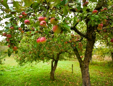 Streuobstwiesen Streuobstwiesen