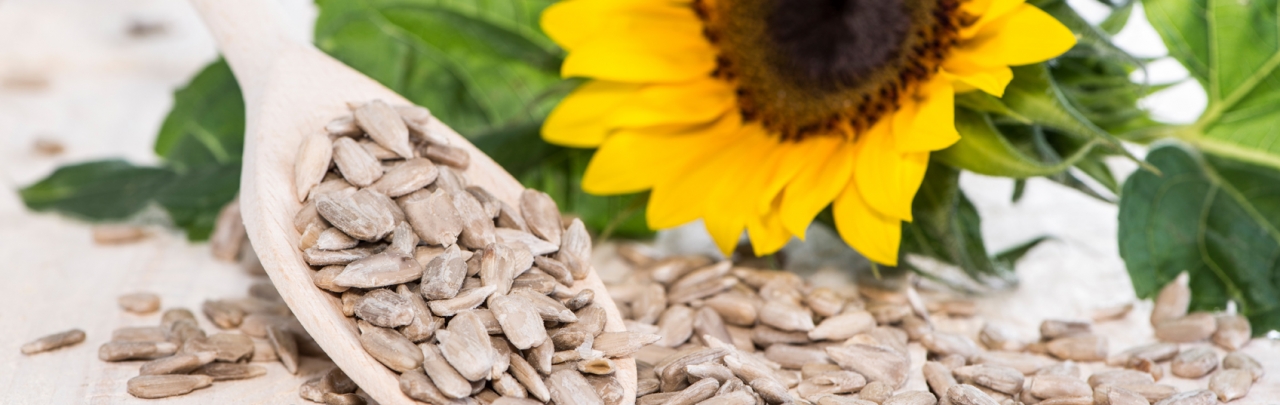 Sonnenblumenkerne Sonnenblumenkerne