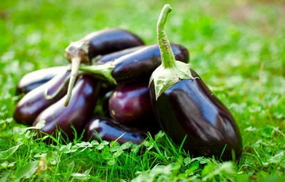 Aubergine